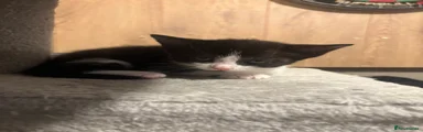 Mixed Breed Kitten 2