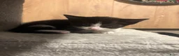 Mixed Breed cats for sale: Kittens for sale in Romsey - Advert 4