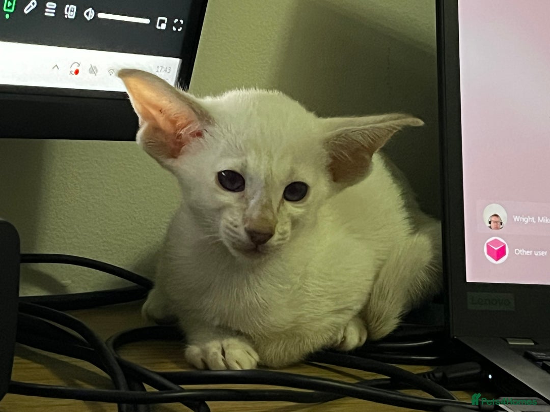 Siamese cats for sale: Siamese kittens gccf registered  - Advert 4