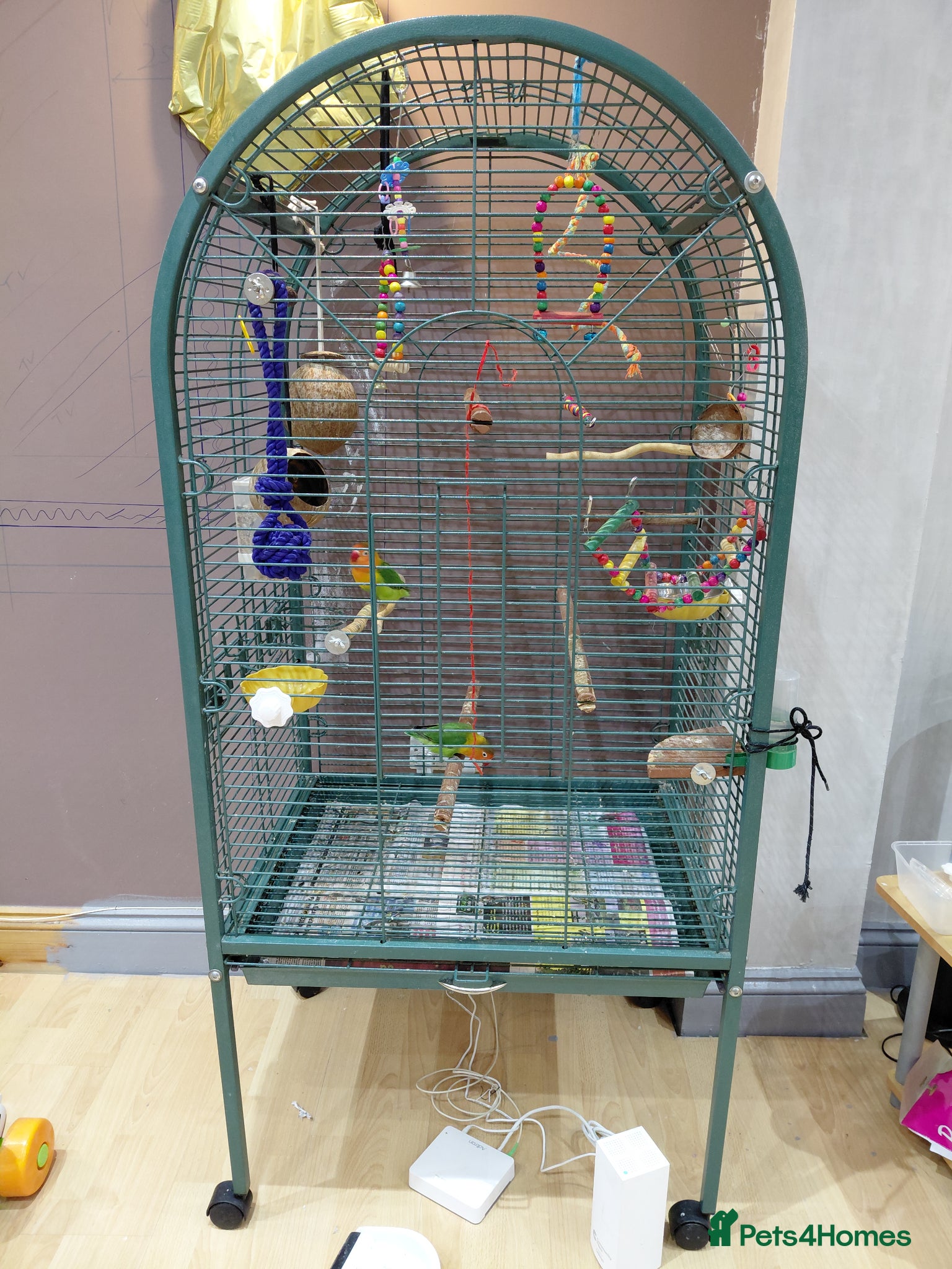 Lovebirds birds Lovebirds  - Advert 1