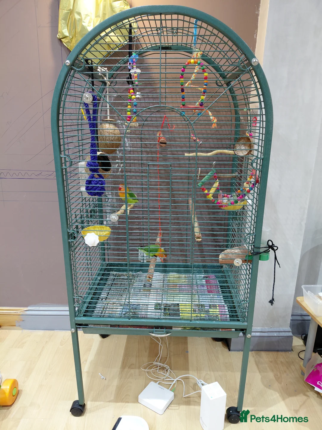 Lovebirds birds for sale: Lovebirds  in Ilford - Advert 1