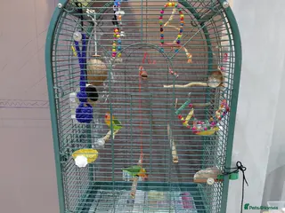 Lovebirds birds Lovebirds - Advert 1