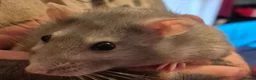 Rat rodents for sale: Male and Female Adult Rats in South Brent - Advert 6