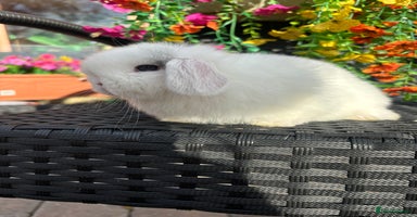 Mini Lop rabbits - Advert 13