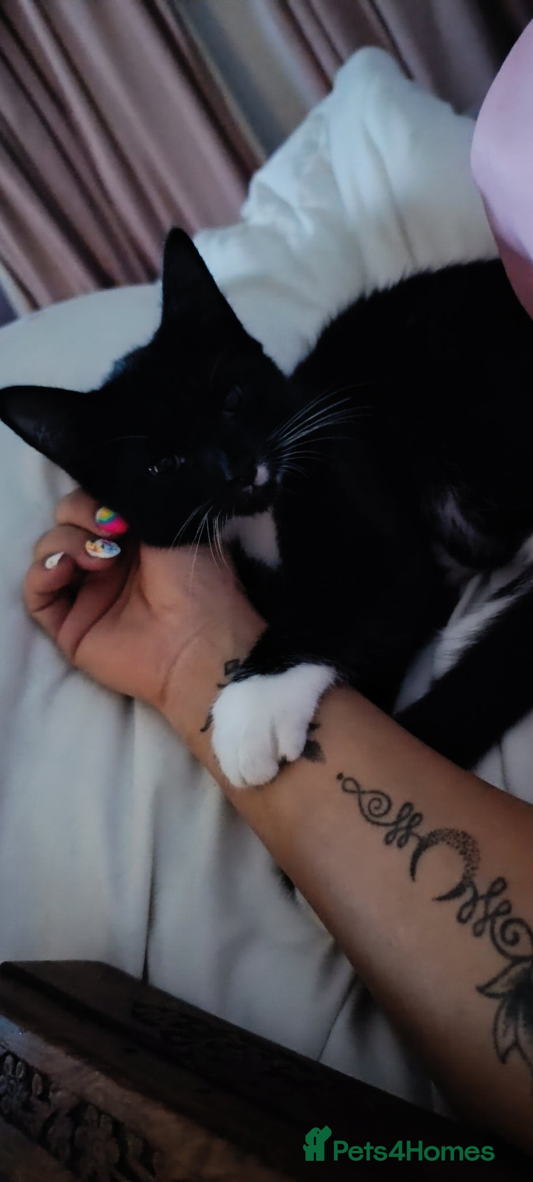 Mixed Breed cats for sale: Maine coon X ragdoll X English short haired  - Advert 16