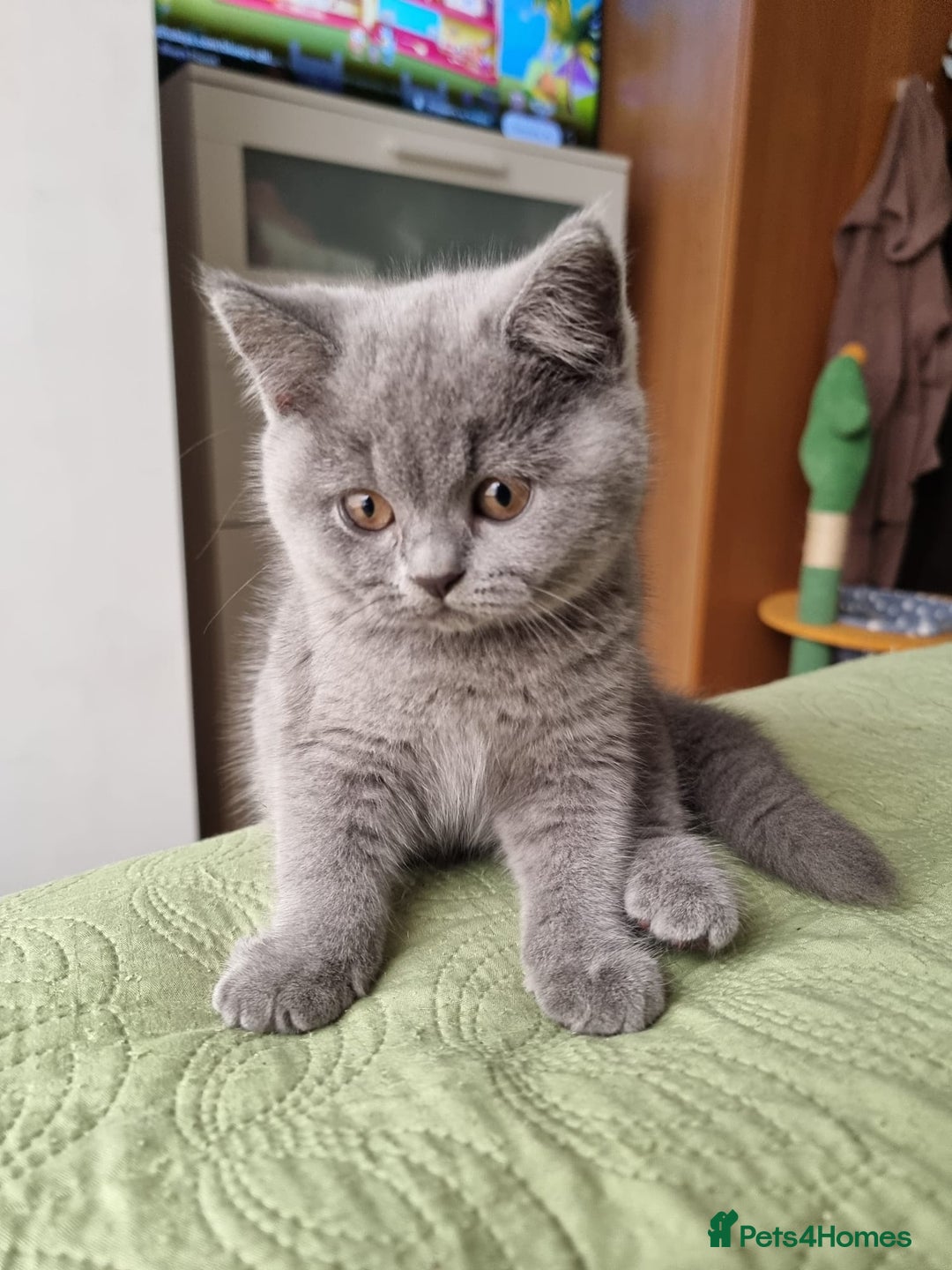 British Shorthair cats for sale: 4 month old British shorthair  - Advert 1