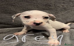 Mixed Breed dogs for sale: Dalmatianxboxer puppies  - Image 9