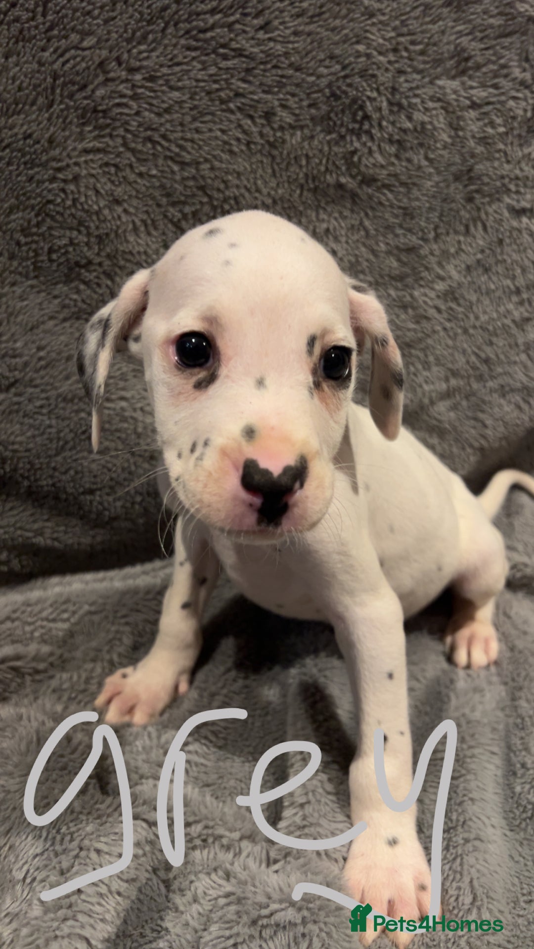 Mixed Breed dogs for sale: Dalmatianxboxer puppies  - Image 9
