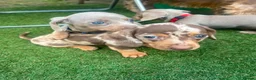 Dachshund dogs for sale: ❤️ Miniature Dachshund Puppies for Sale 🐾 - Advert 1