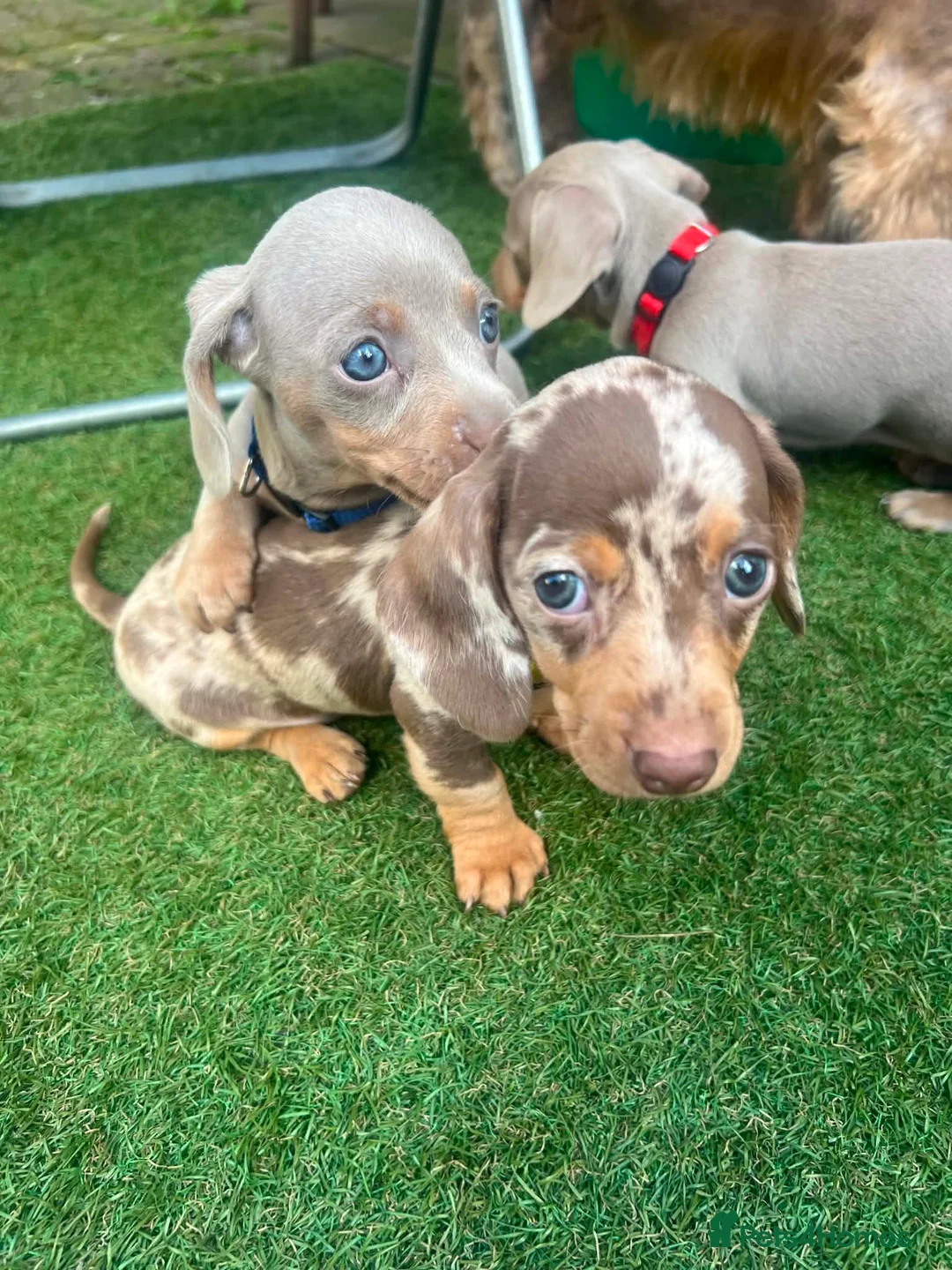 Dachshund dogs for sale: ❤️ Miniature Dachshund Puppies for Sale 🐾 - Advert 1