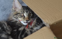 Maine Coon cats for sale: Tica Registered Maine Coon Kittens *ready now* - Image 3