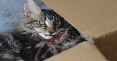 Maine Coon cats - Advert 3