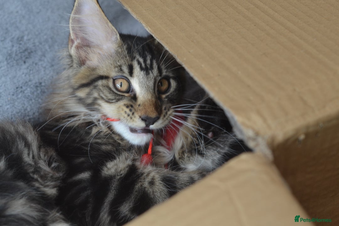 Maine Coon cats for sale: Tica Registered Maine Coon Kittens *ready now* - Image 3