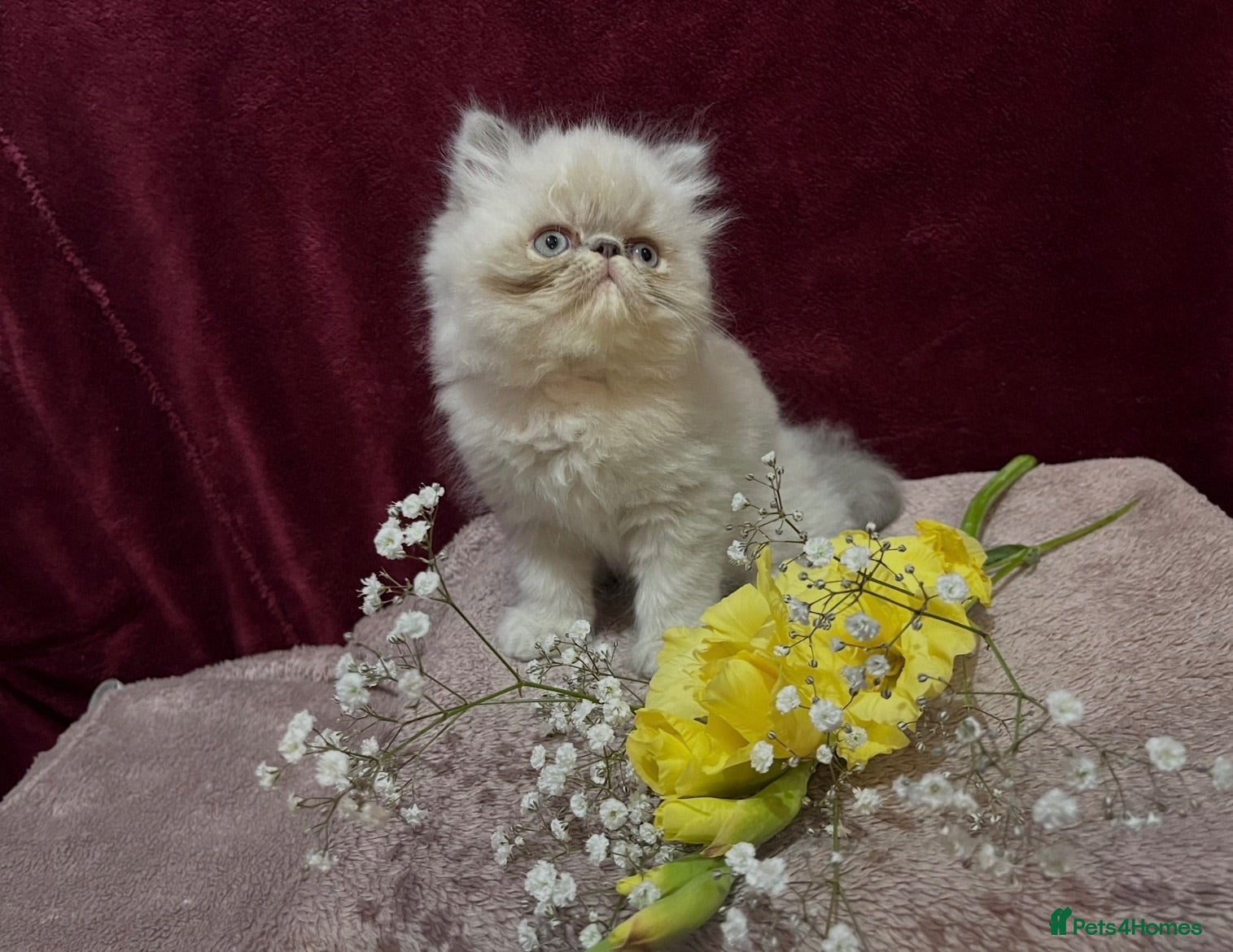Persian cats 3 CHEEKY COLOURPOINT PERSIAN BOYS (READY FRI 17TH) - Advert 3