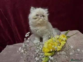 Persian cats 3 CHEEKY COLOURPOINT PERSIAN BOYS (READY FRI 17TH) - Advert 3