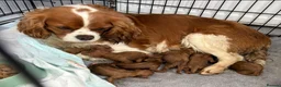Cavapoo dogs for sale: 6 F1 Cavapoos - Advert 29