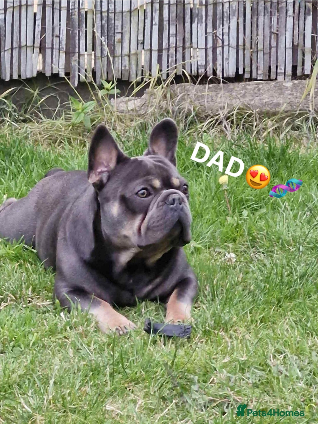 French Bulldog dogs for sale: French bulldogs🐶 - Advert 10