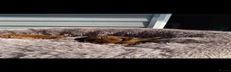Cavapoo dogs for sale: Deep Red Cavapoo puppies  - Advert 9