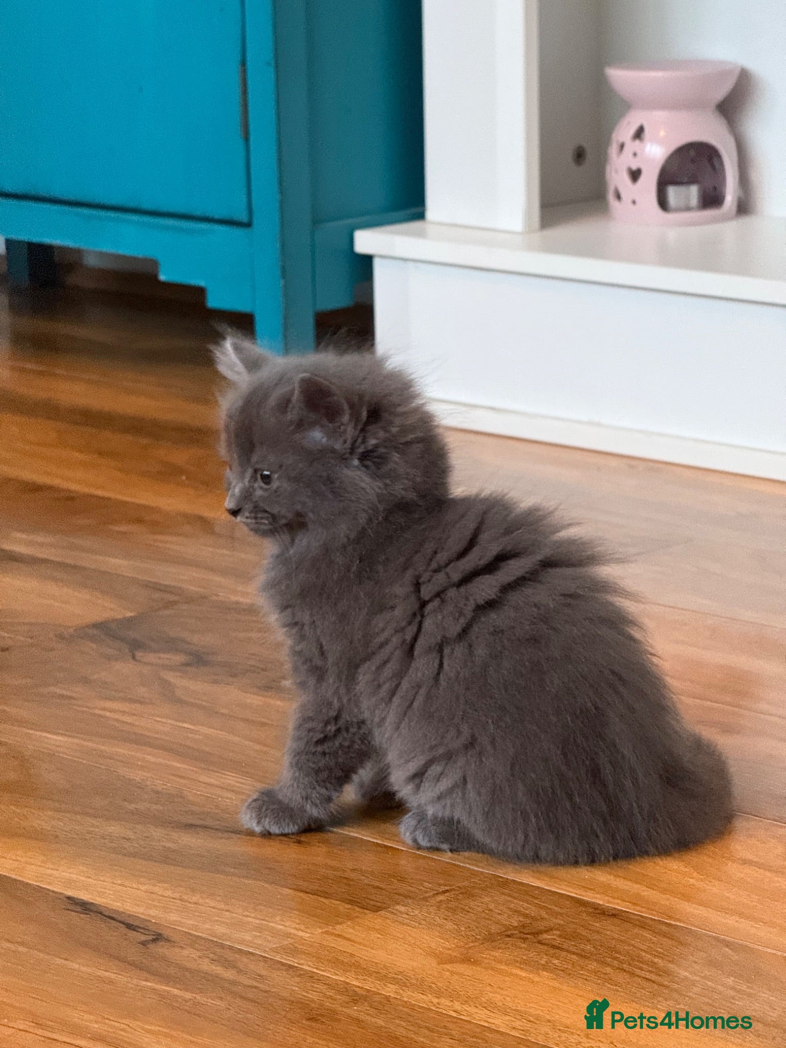 Persian cats Stunning persian kittens - Advert 1