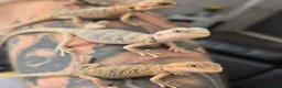 Bearded Dragon reptiles for sale: Hand tame in Pontypool - Advert 22