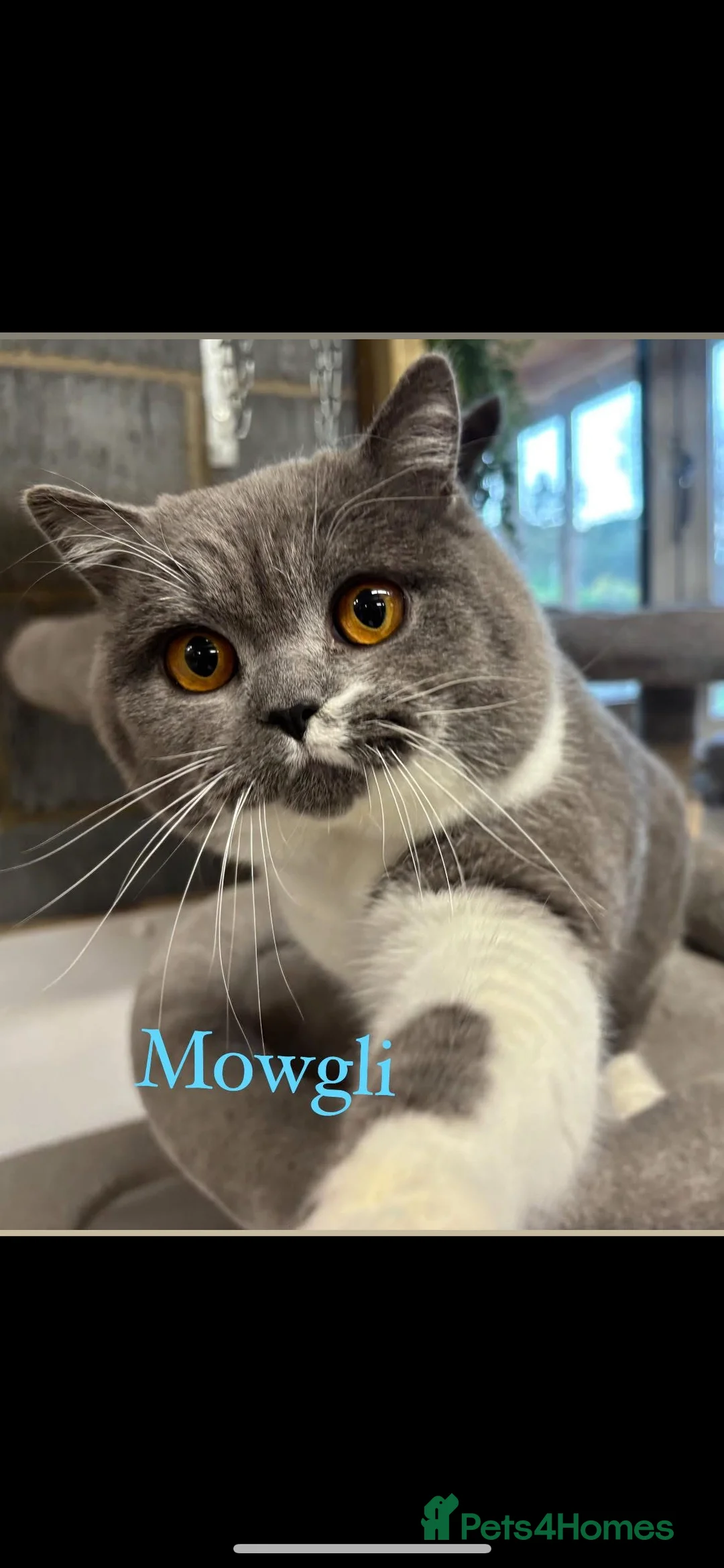 British Shorthair cats for stud: Stunning Reg Blue & White Bicolour for Stud  - Advert 9