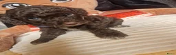 Cockapoo dogs for sale: 🐾💕 BEAUTIFUL COCKAPOOIES  💕🐾 - Advert 8