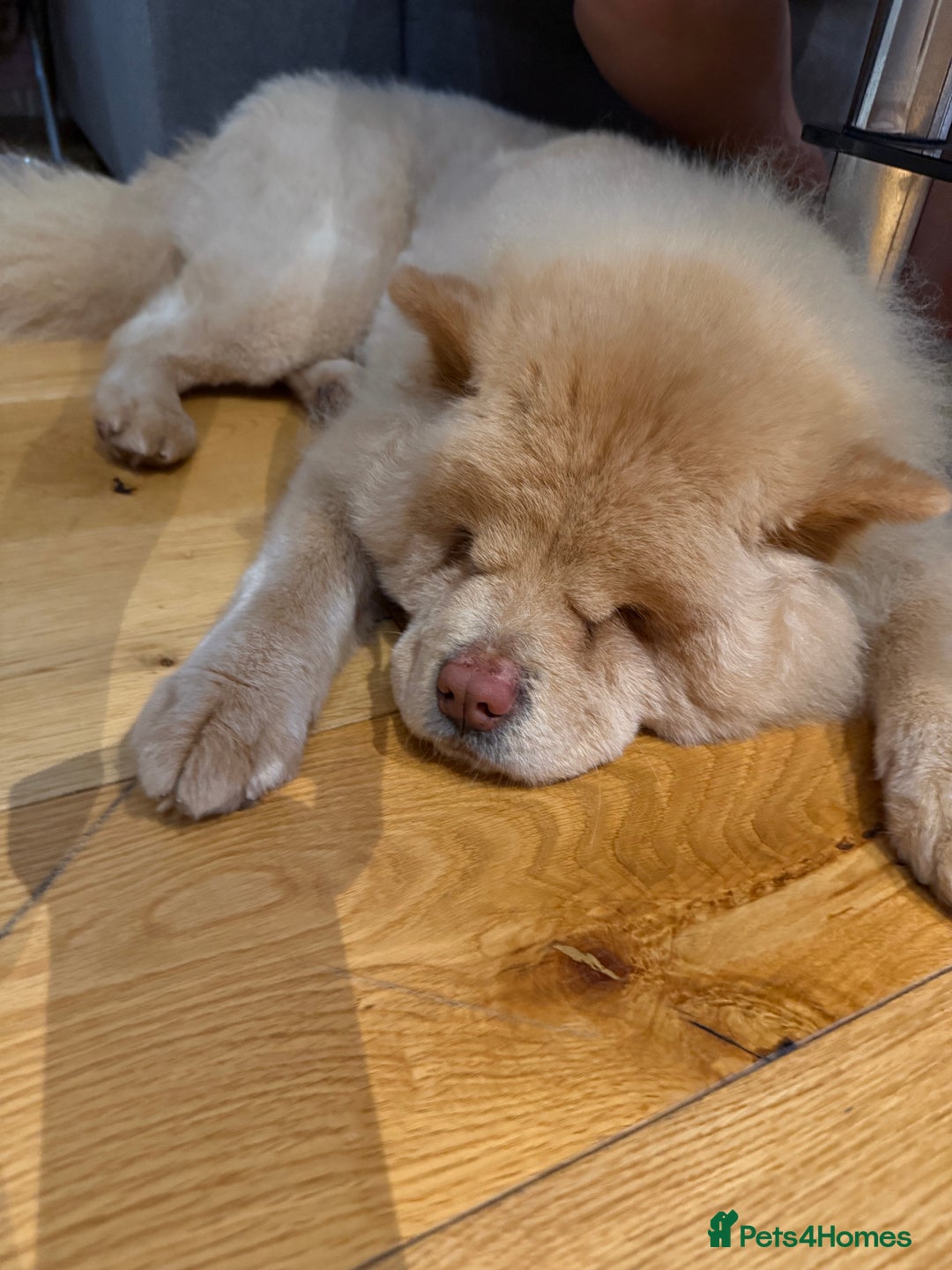 Chow Chow dogs for sale: Chow chow  - Advert 2