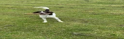 Sproodle dogs for sale: Sproodle 8 months old in Stoke-on-Trent - Advert 3