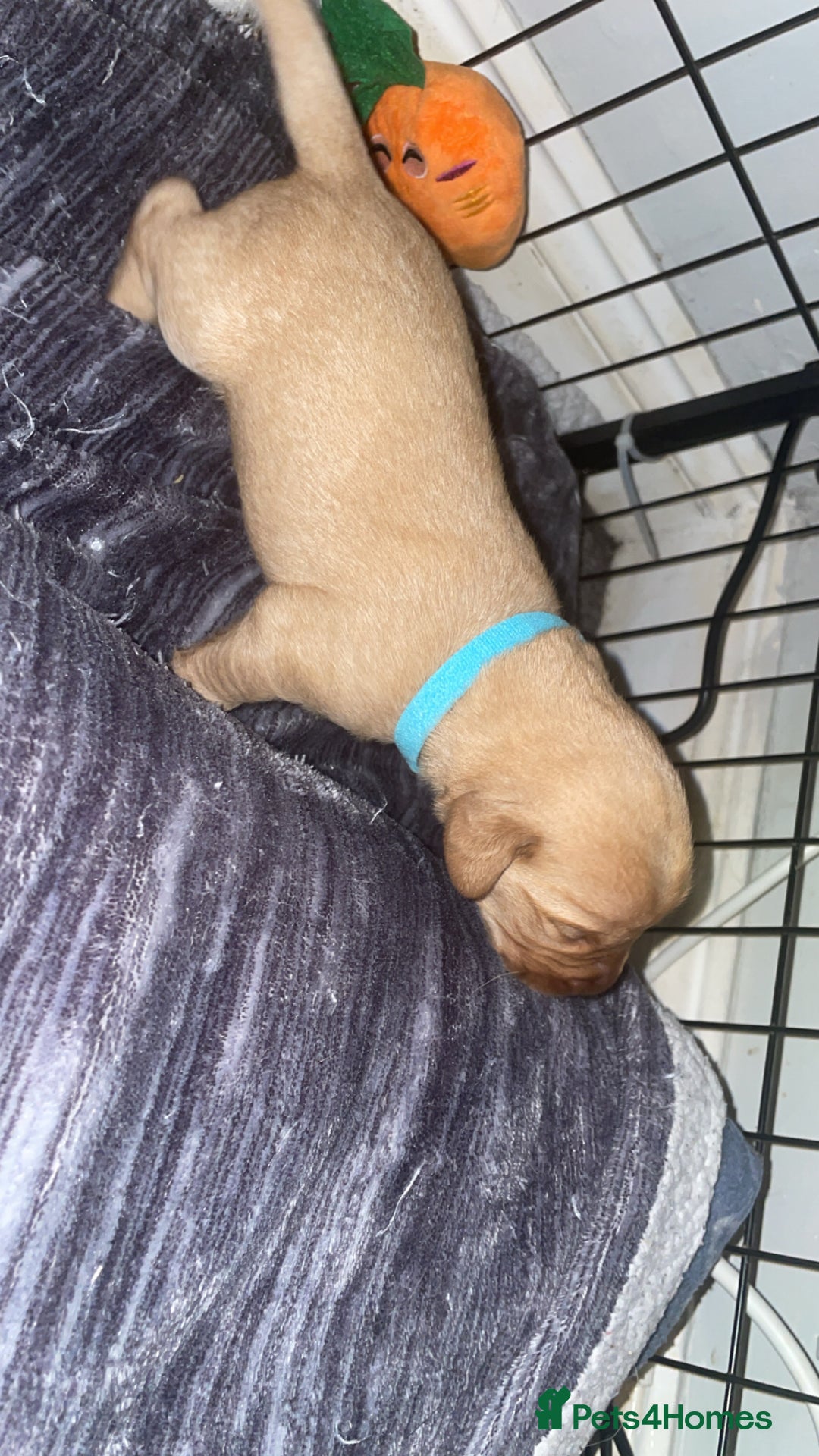 Labradoodle dogs for sale: F1b labradoodle puppies - Advert 6