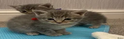 Ragcoon cats for sale: Ragcoon Kittens  - Advert 11