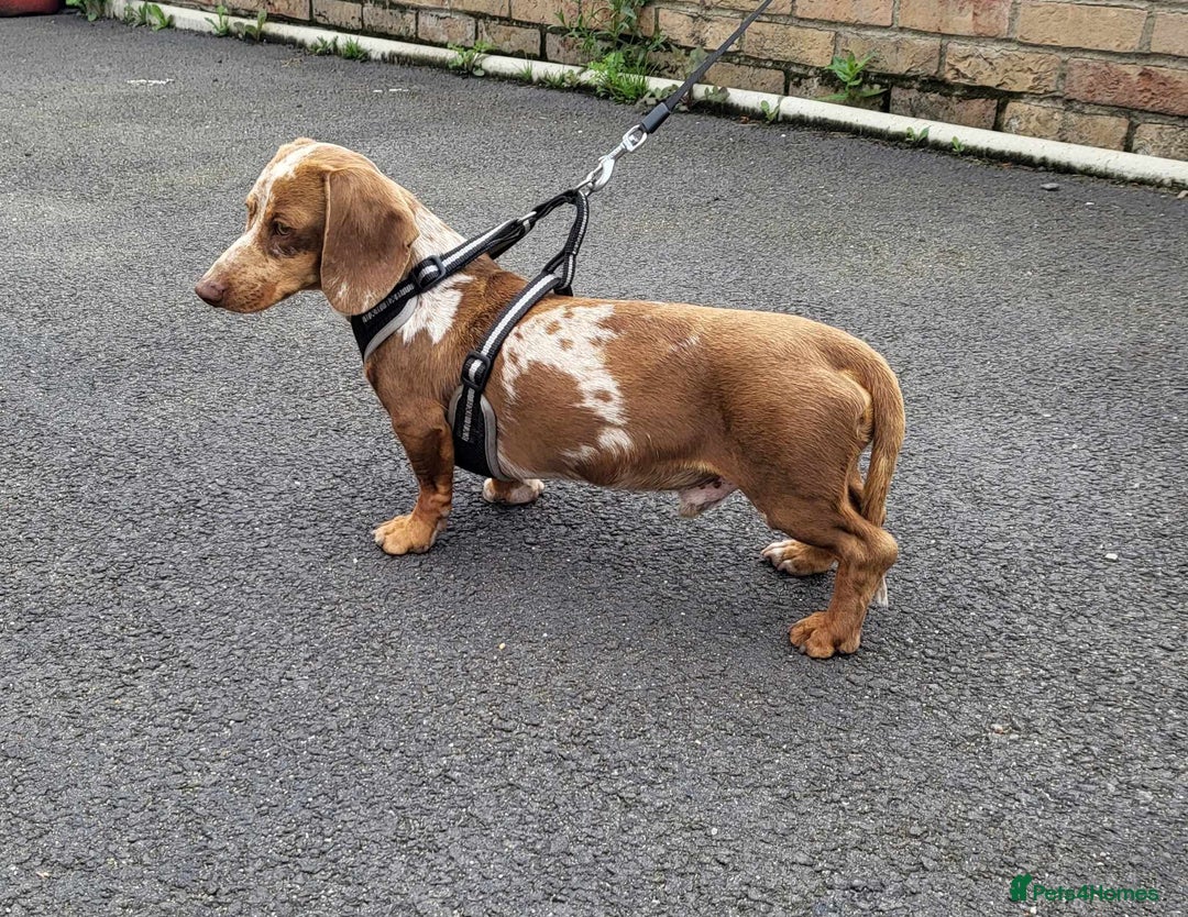 Miniature Dachshund dogs for stud: Slinky for stud.. Isabella & tan dapple in Thetford - Advert 4