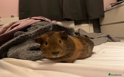 Guinea Pig rodents for sale: guinea pigs  - Image 4