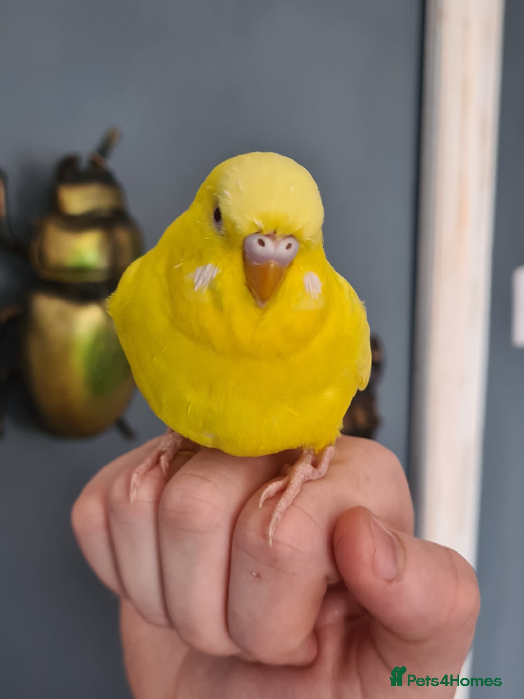 Budgerigars birds for sale: Male and Female budgies with their cage and toys - Advert 3