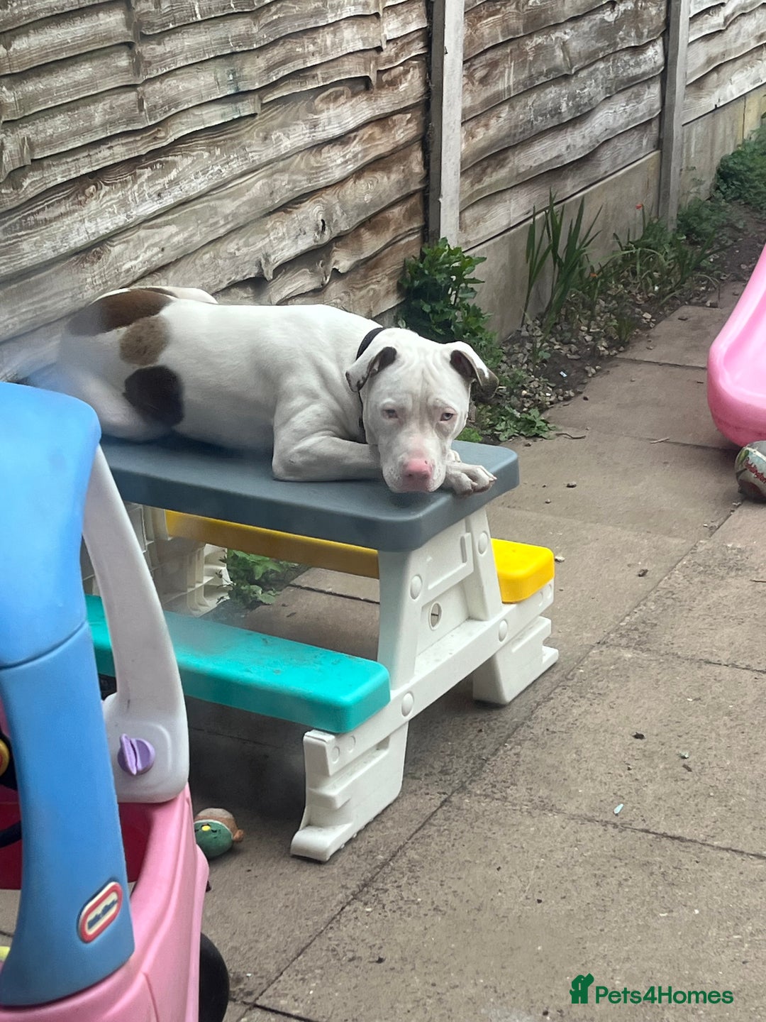 Staffordshire Bull Terrier dogs for sale: 9 month old puppy  - Image 5