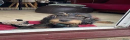 Mixed Breed dogs for sale: Cocker Spaniel cross wire haired dachshund Docker in Kettering - Advert 6