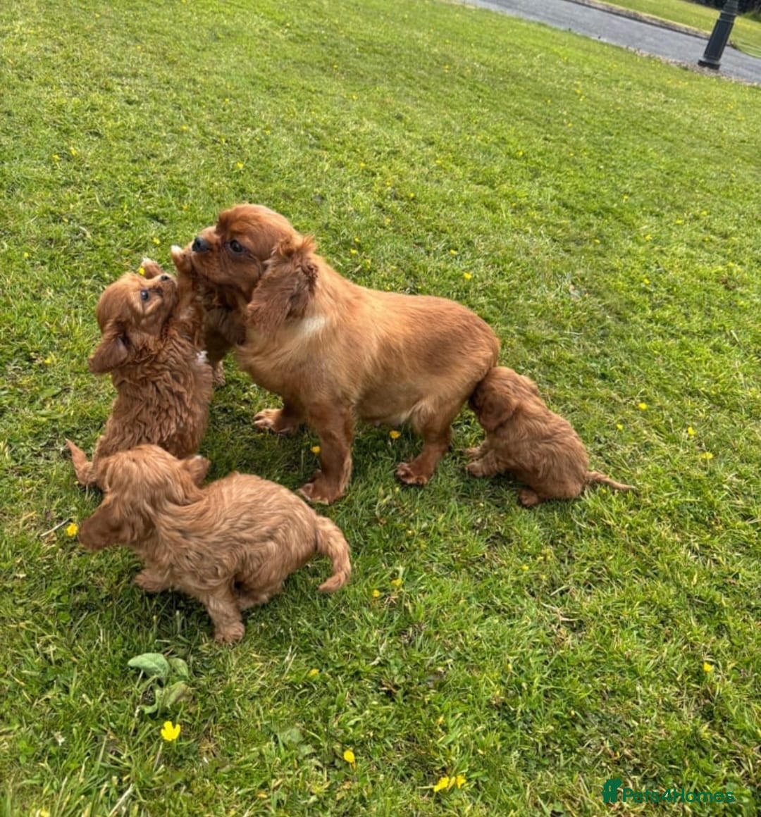 Cavapoo dogs for sale: STUNNING LITTLE RED CAVAPOOS HEALTH CHECKED  - Image 4