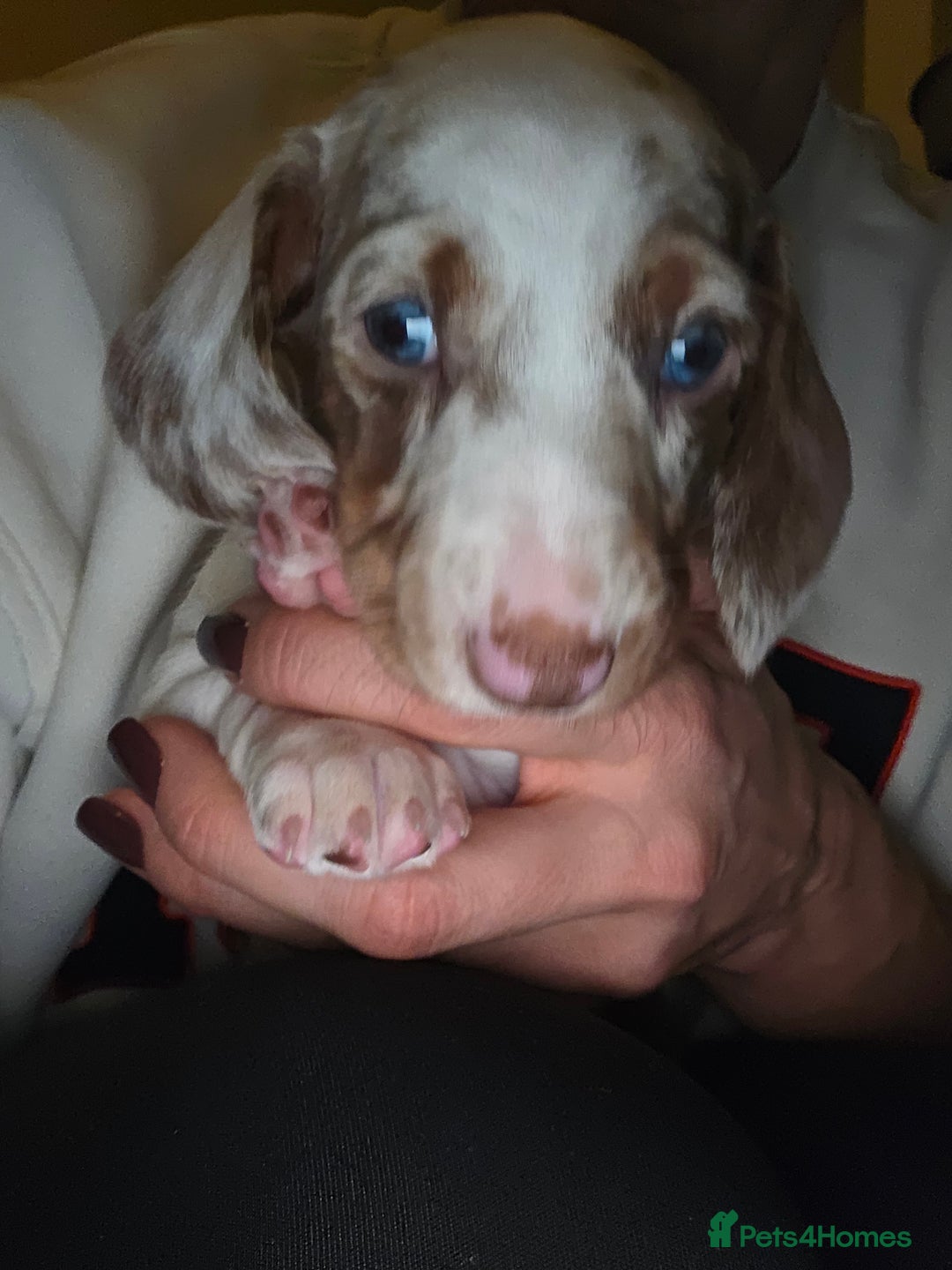 Dachshund dogs for sale: Standard Dachshund Puppies - Advert 19