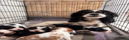 Cavalier King Charles Spaniel dogs for sale: King Charles Cavalier pups  - Advert 2