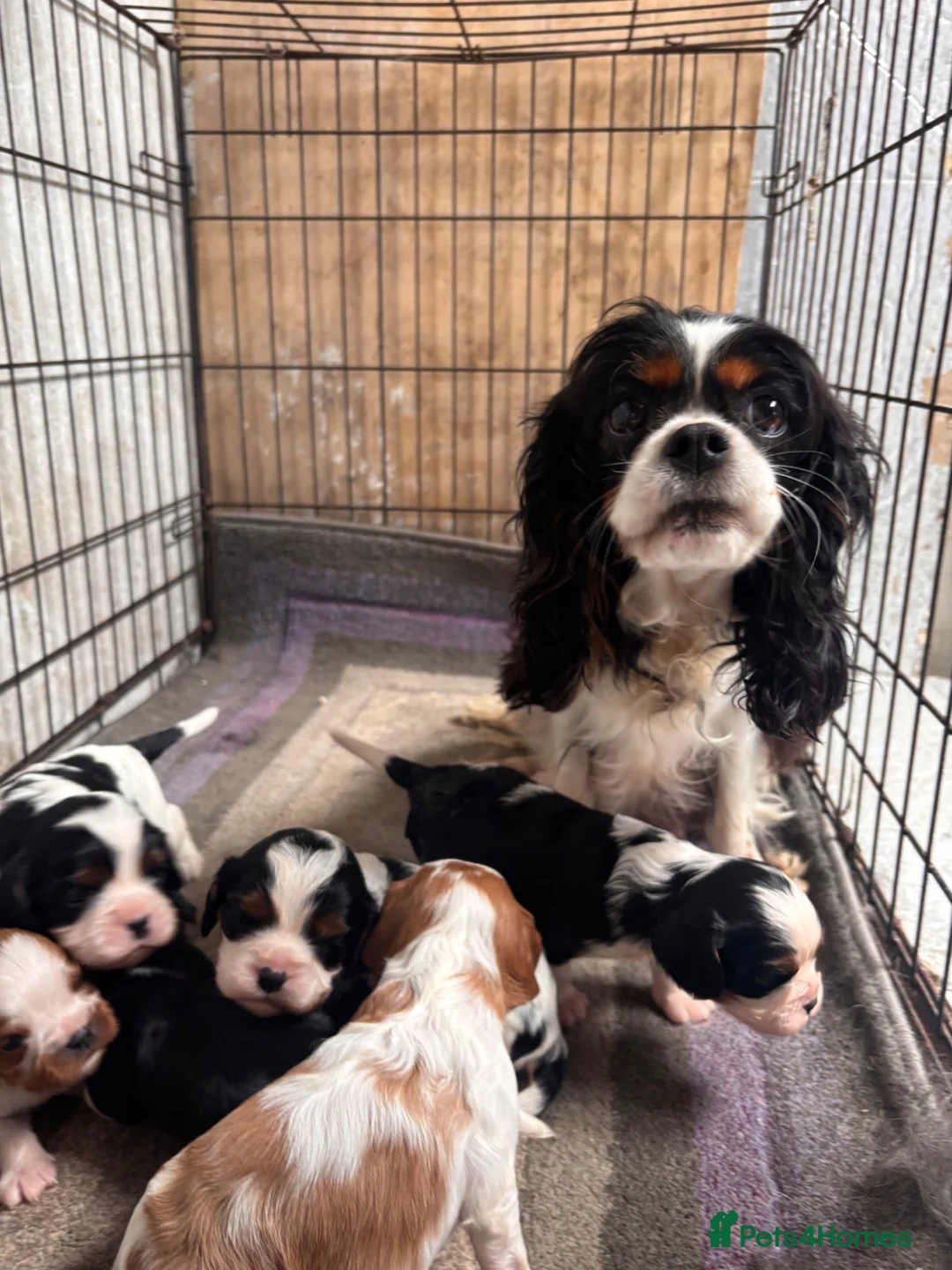 Cavalier King Charles Spaniel dogs for sale: King Charles Cavalier pups  - Advert 2