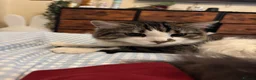 British Longhair cats for sale: One year old Long haired male  - Advert 4
