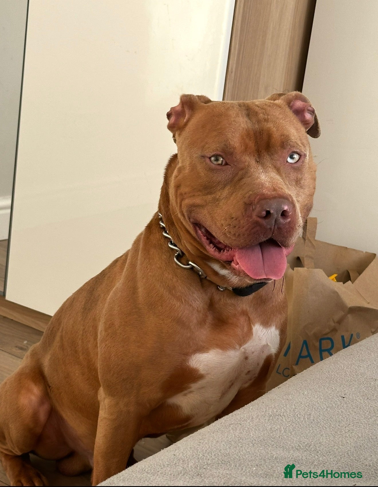 Mixed Breed dogs Staffy cross - Advert 1