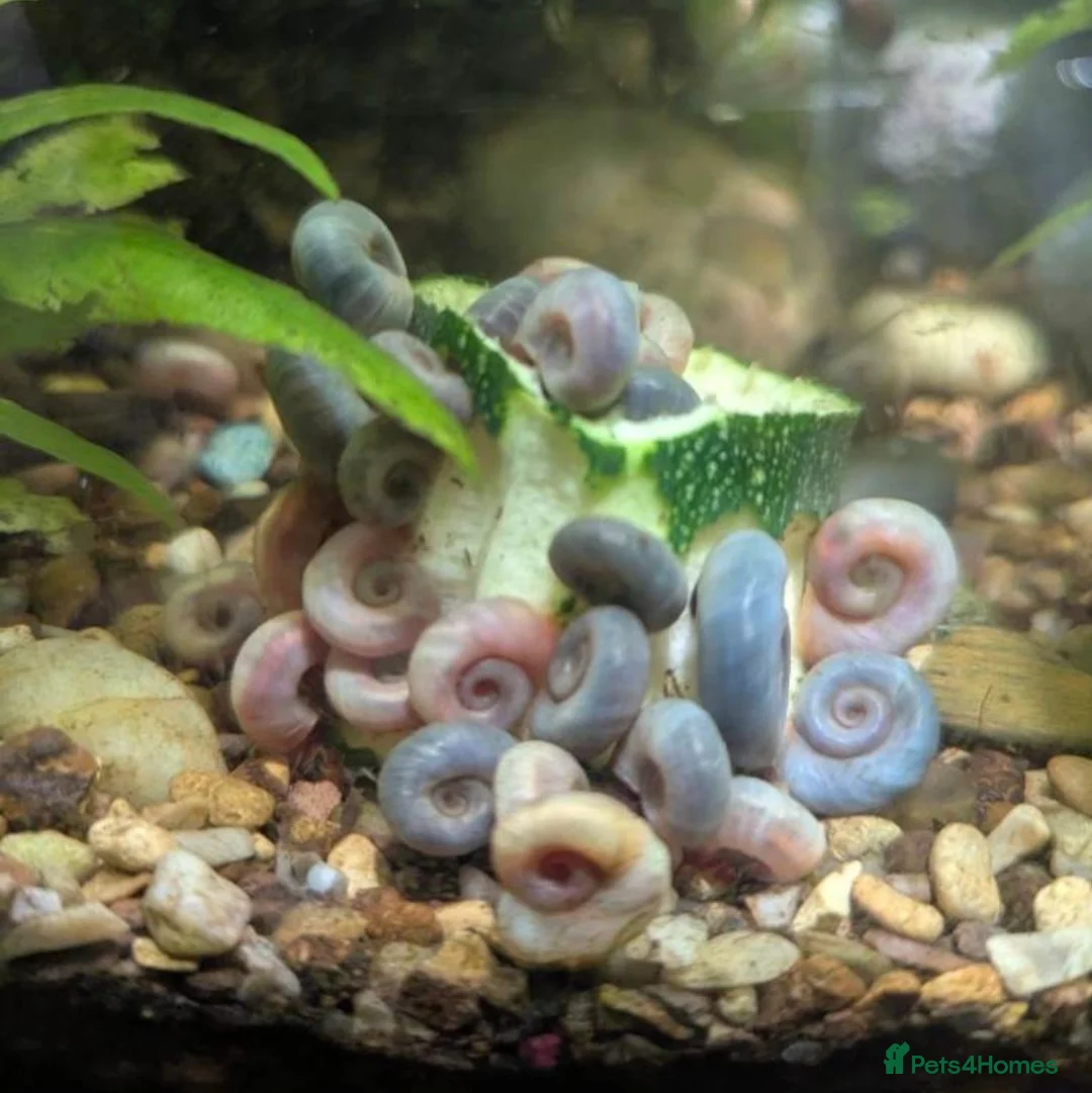 Shrimps fish for sale: Neocaridina Shrimp ♥️🖤🧡  Ramshorn Snails 🩷💙 - Advert 11