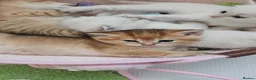 Scottish Fold cats for sale: TICA Reg😼Scottish Fold & Straight kittens😼 - Advert 9