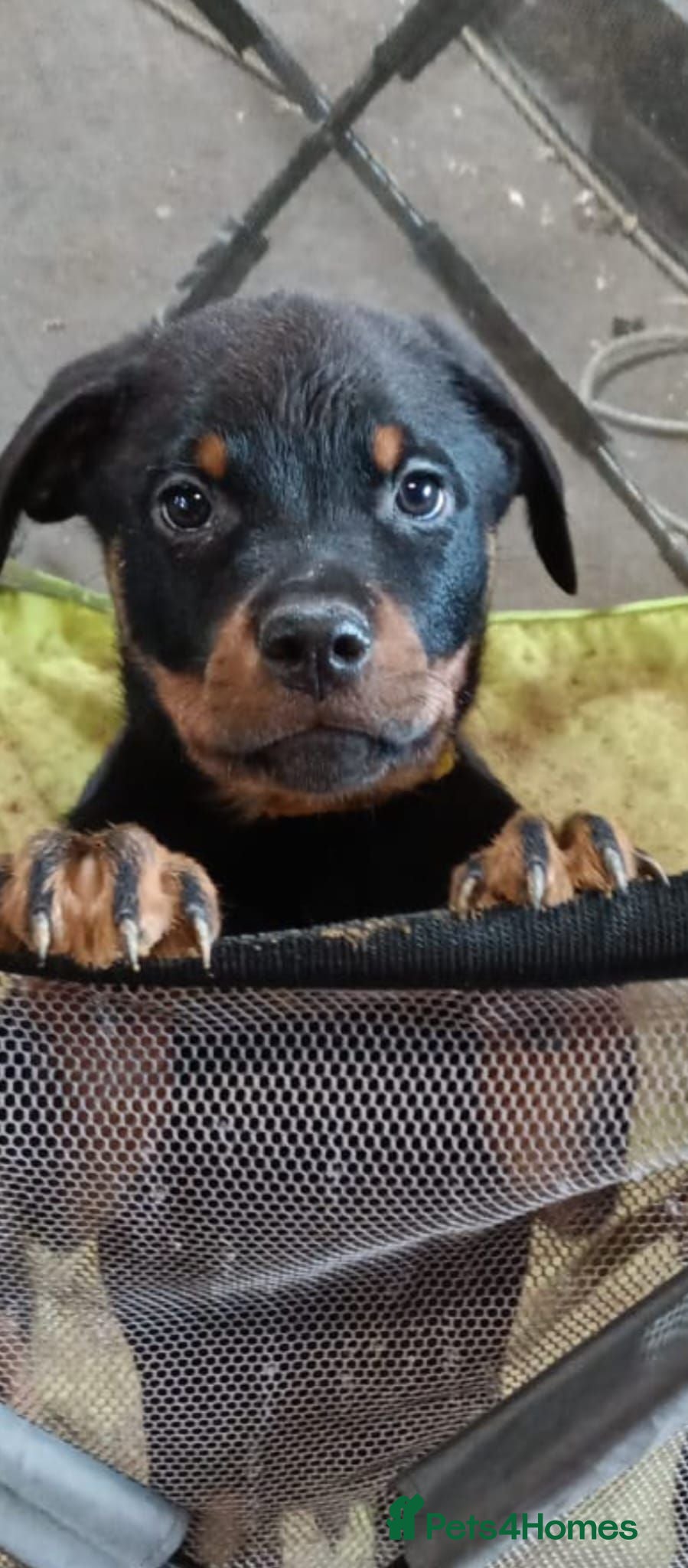 Rottweiler dogs Rottweiler Puppies Pure Breed - Advert 8