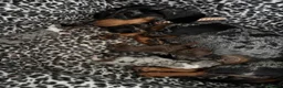 Dachshund dogs for sale: Dachshund puppys - Advert 2