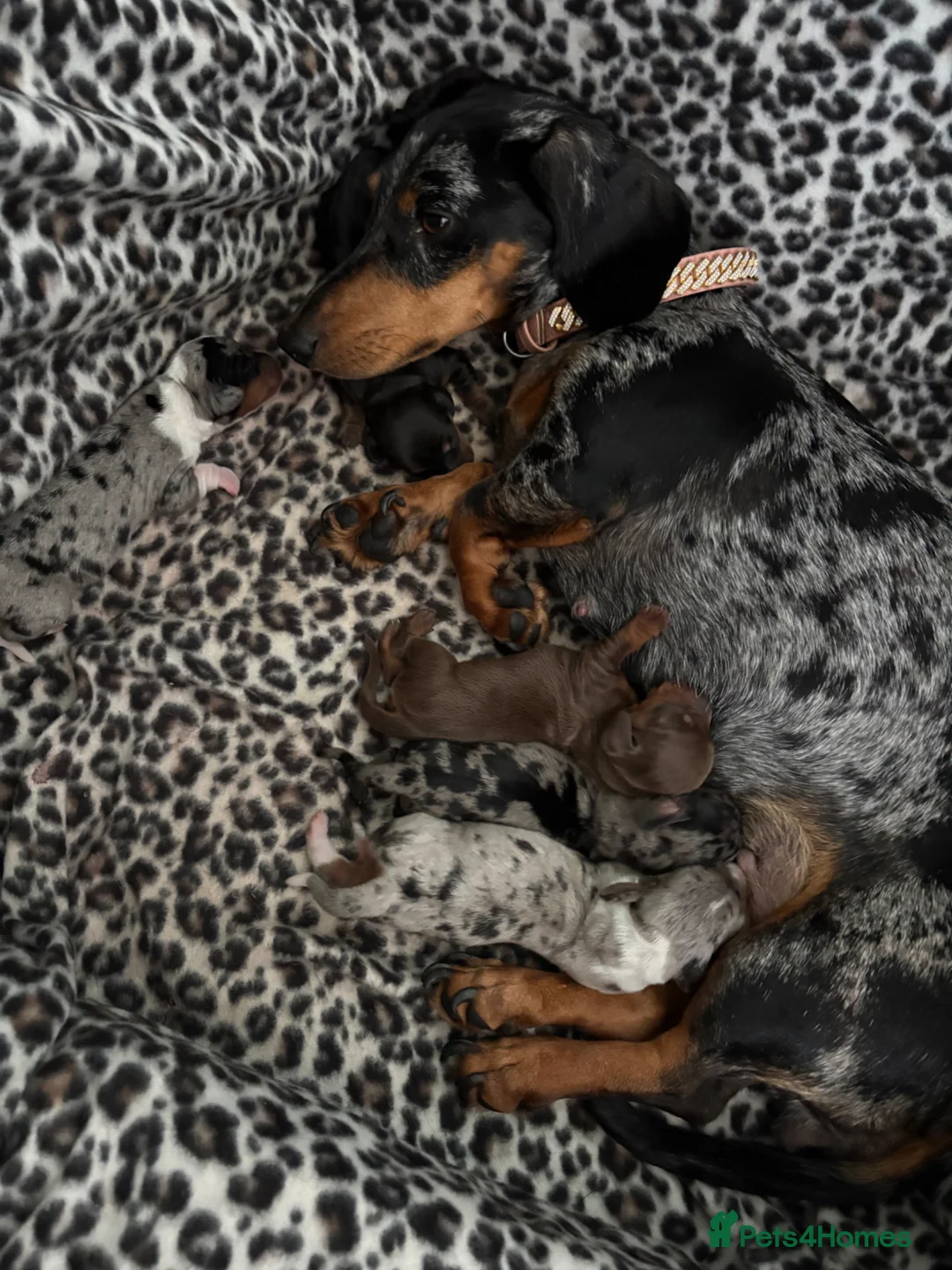 Dachshund dogs for sale: Dachshund puppys - Advert 2