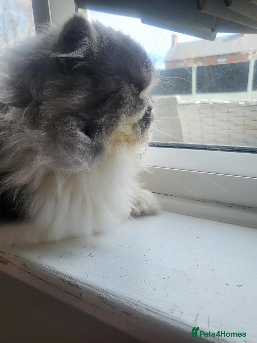 Persian cats for sale: Male flat nose Persian for sale - Advert 2