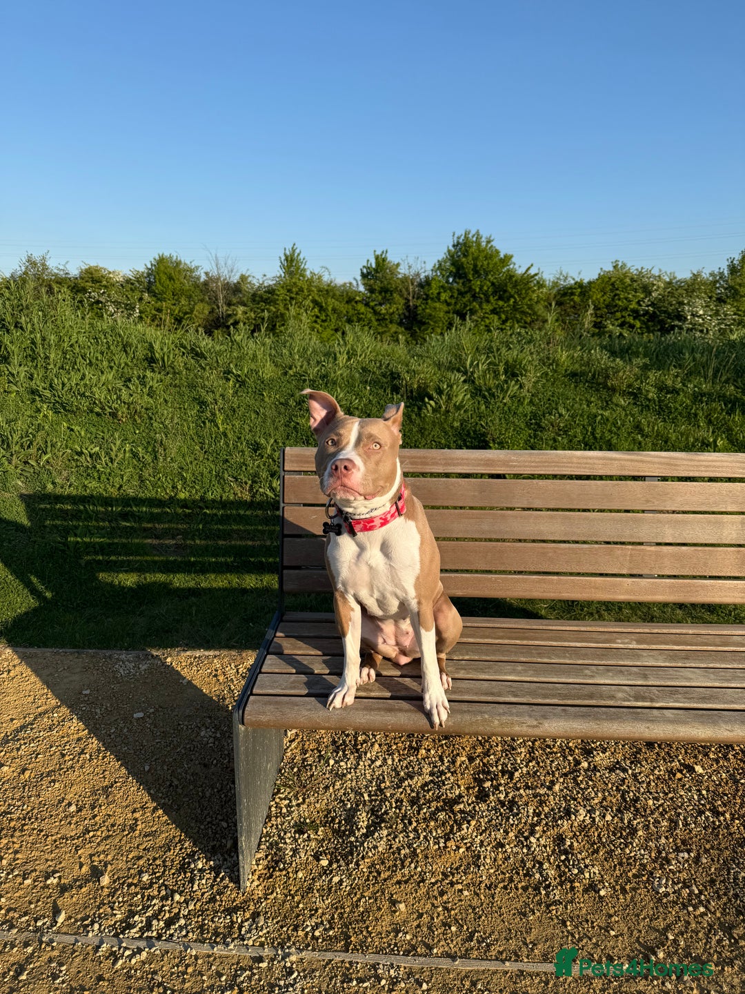 American Bull Staffy dogs for sale: This is Kacy the American staff mix America bully  - Advert 3