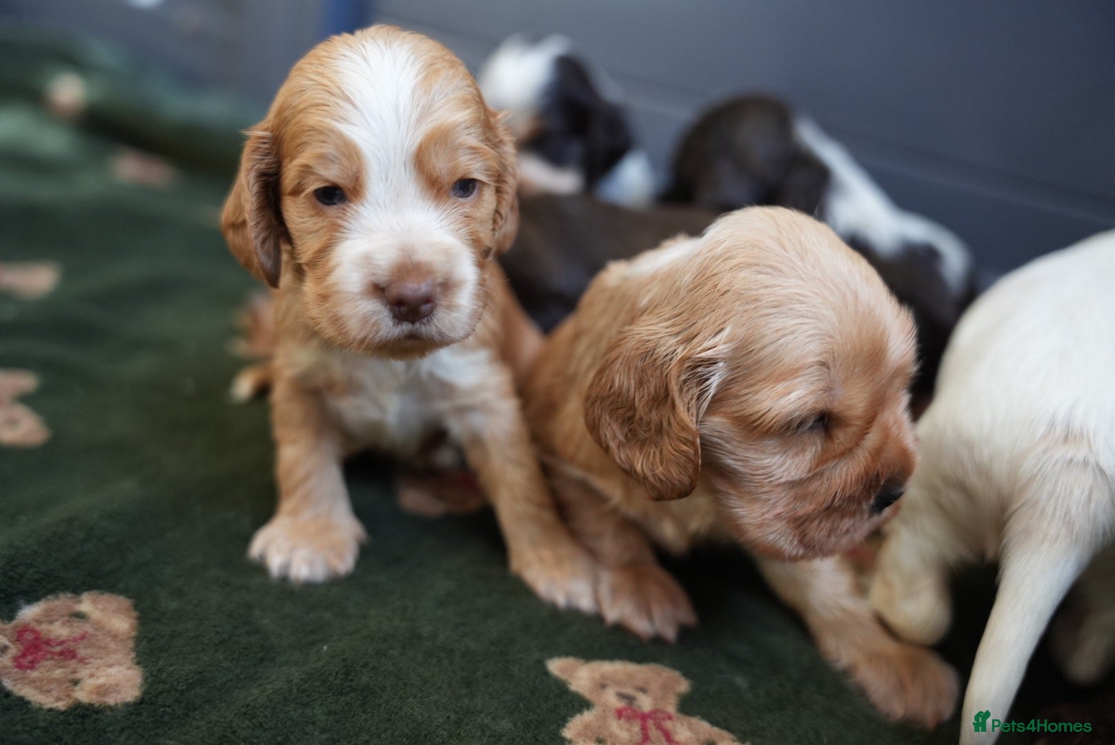 Cocker Spaniel dogs Exceptionally well health tested Kc show cockers - Advert 2