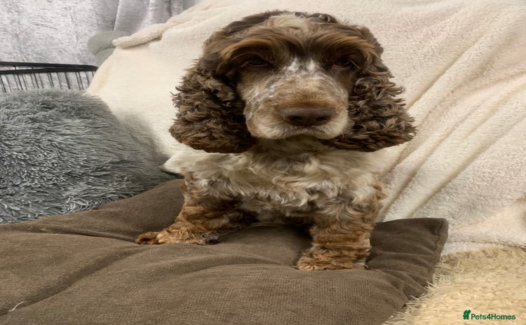 Cocker Spaniel dogs in Wisbech - Advert 5